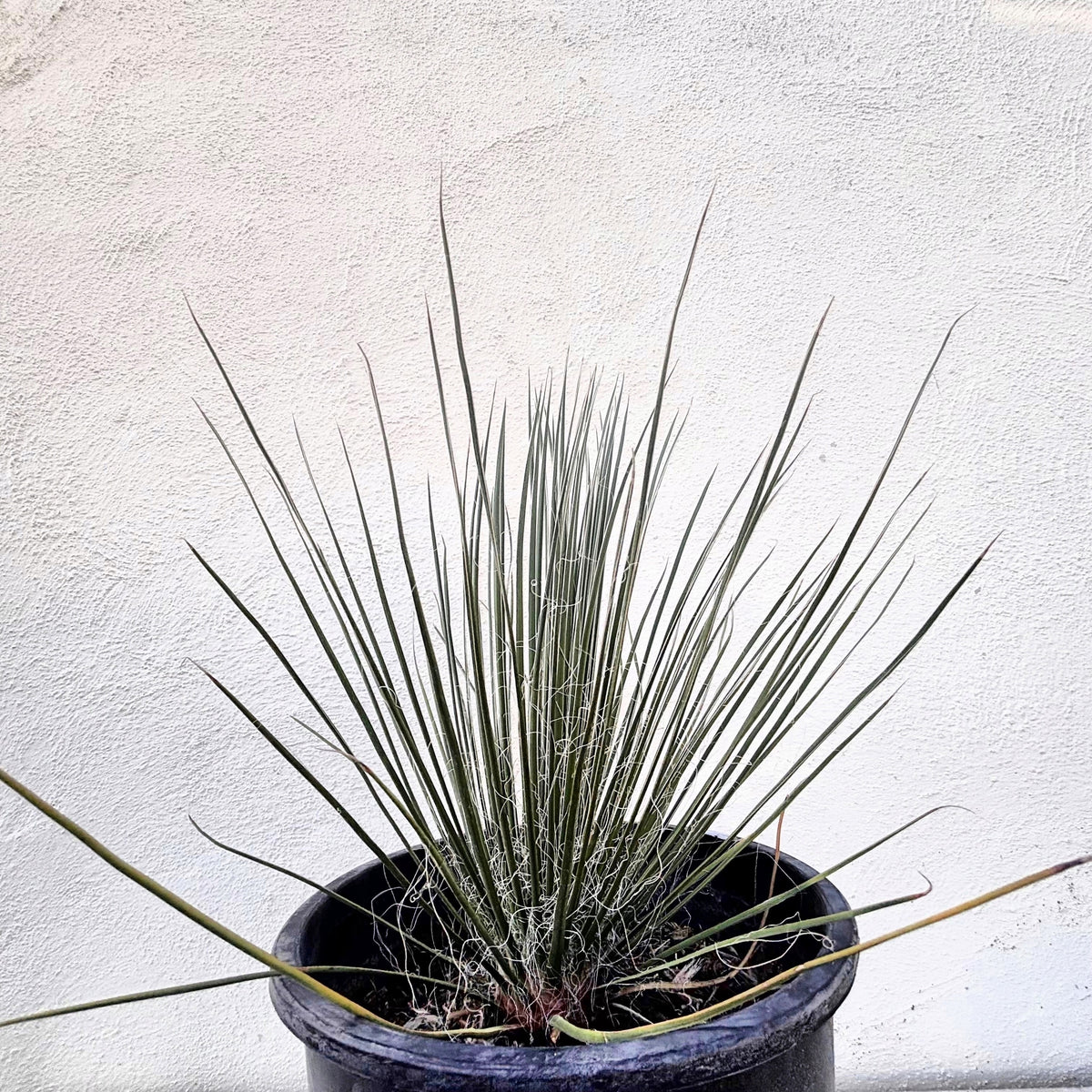 Soap tree yucca yucca elata yucca cactus in 5gal cactus nursery containers
