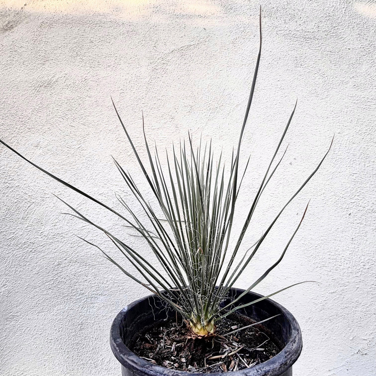 Soap tree yucca yucca elata yucca cactus in 5gal cactus nursery containers