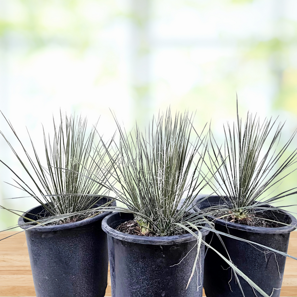 pots for yucca plants Soap Tree Yucca (Yucca elata) for Sale | Cactus Outlet