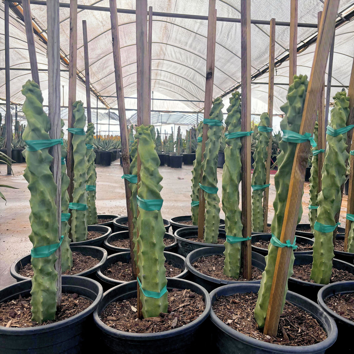 Row of potted  totem pole cacti with green ties in a greenhouse setting
