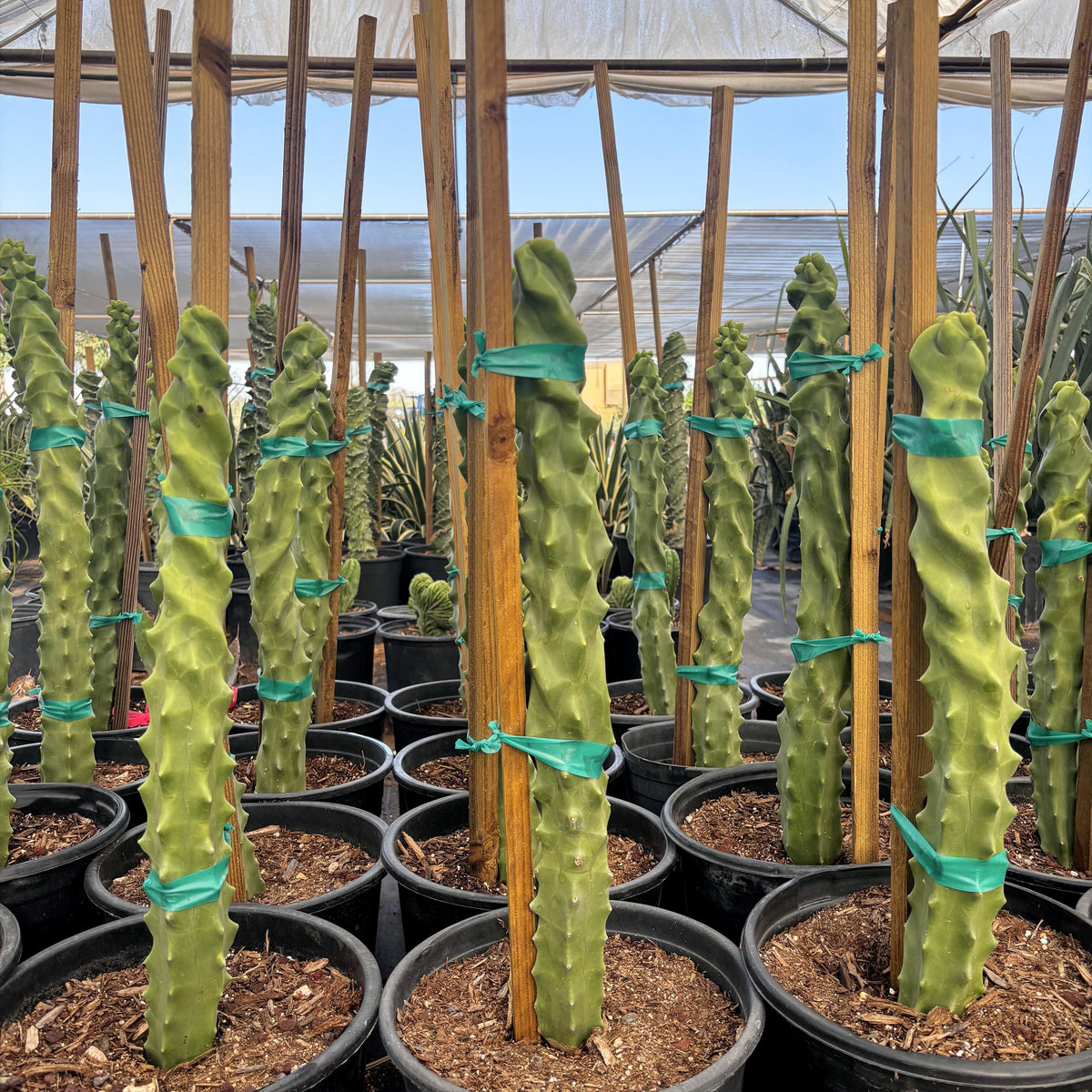 Green totem pole cacti plants in pots with wooden stakes in a greenhouse setting