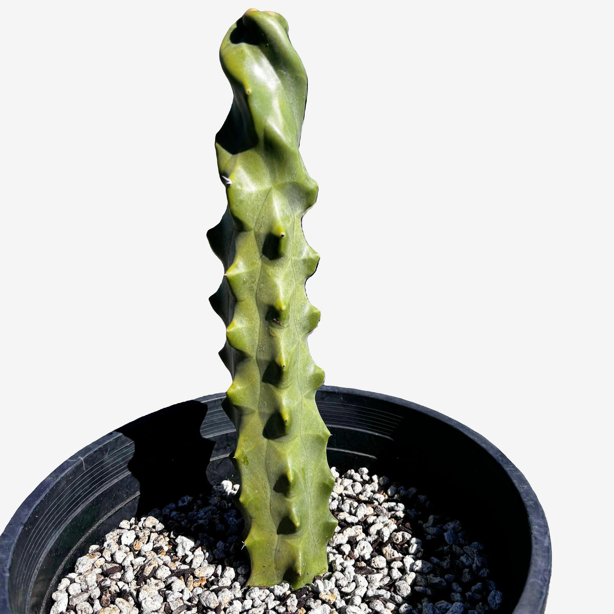 Spiral Totem Pole Cactus