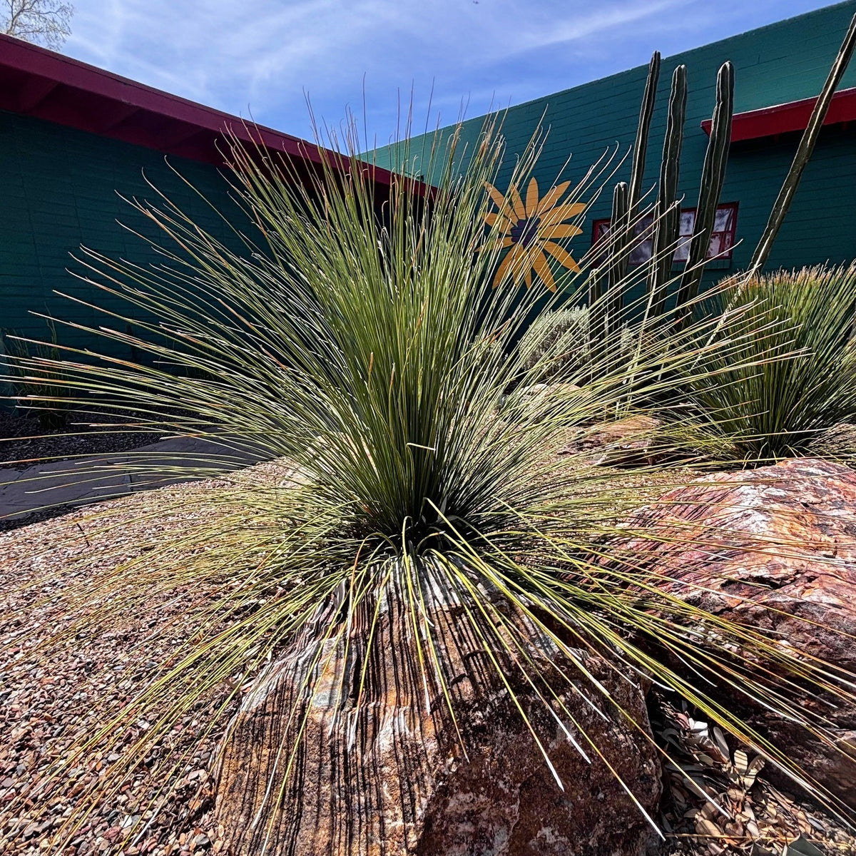 Mature Mexican Grass Tree Dasylirion longissimum in a cactus garden