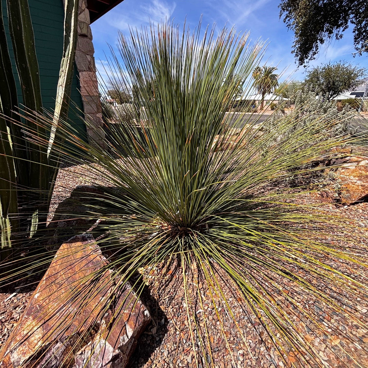 Mature Mexican Grass Tree Dasylirion longissimum in a cactus garden