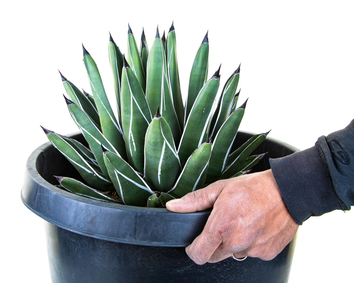King Ferdinand Agave Century Plant Succulent For Sale Online