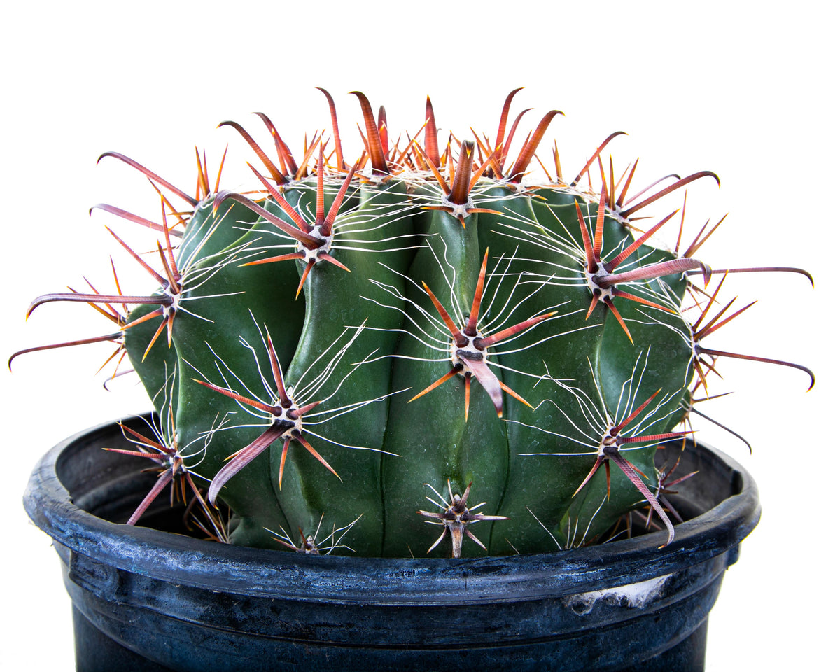 5gal Ferocactus herrarae Twisted Spine Barrel Cactus Plant For Sale Online in a Cactus Nursery Pot