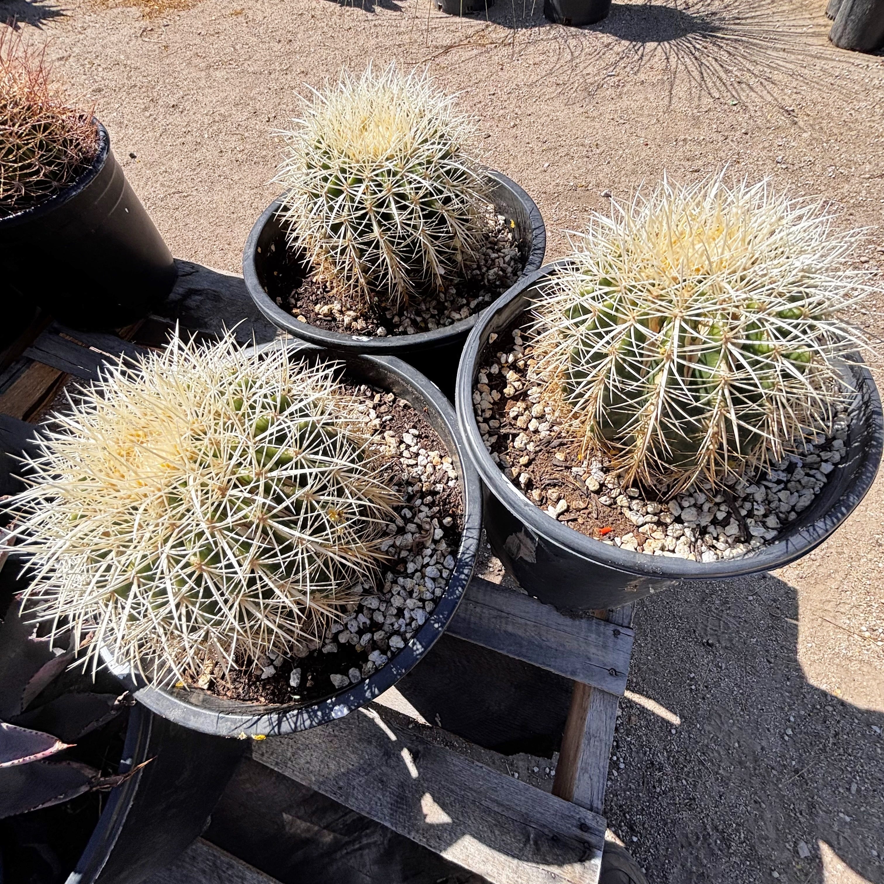 White Spine Barrel Cactus| Golden Barrel Cactus var. albispinus