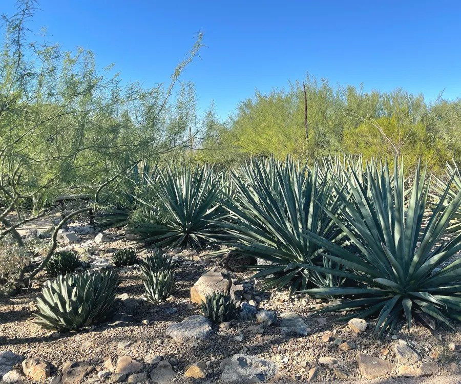 Agave parryi var. huachucensis | Artichoke Agave - The Cactus Outlet