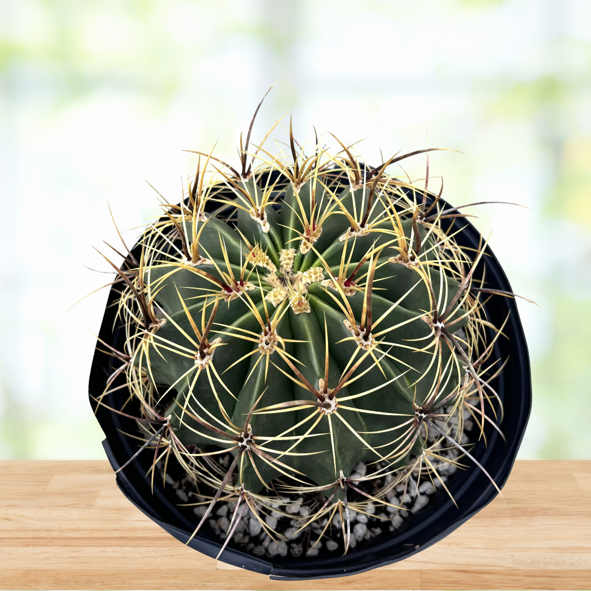 succulent barrel Candy Barrel Cactus (Ferocactus histrix) for Sale | Large Barrel Cactus