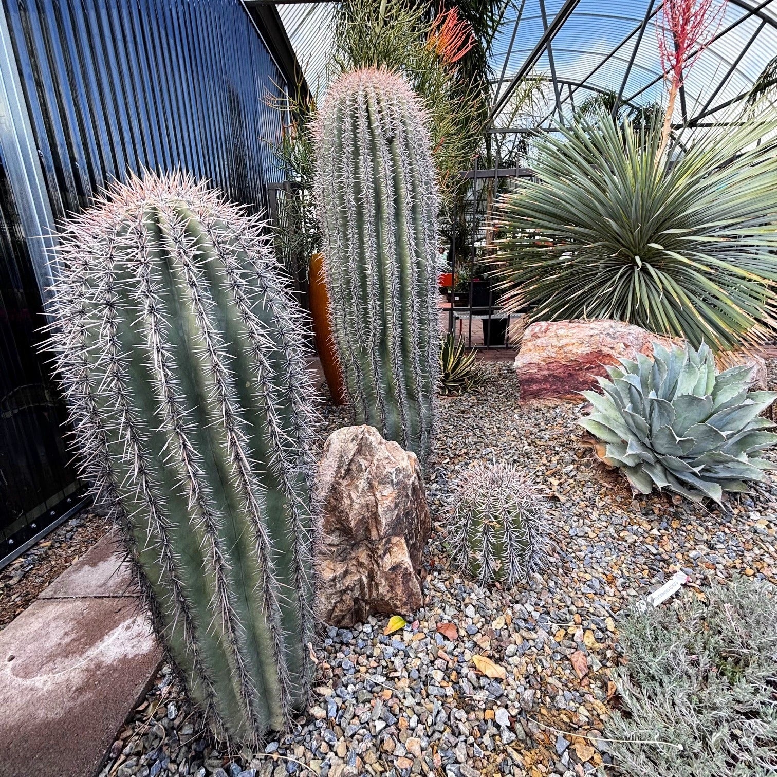 where to buy large succulents Saguaro Cactus