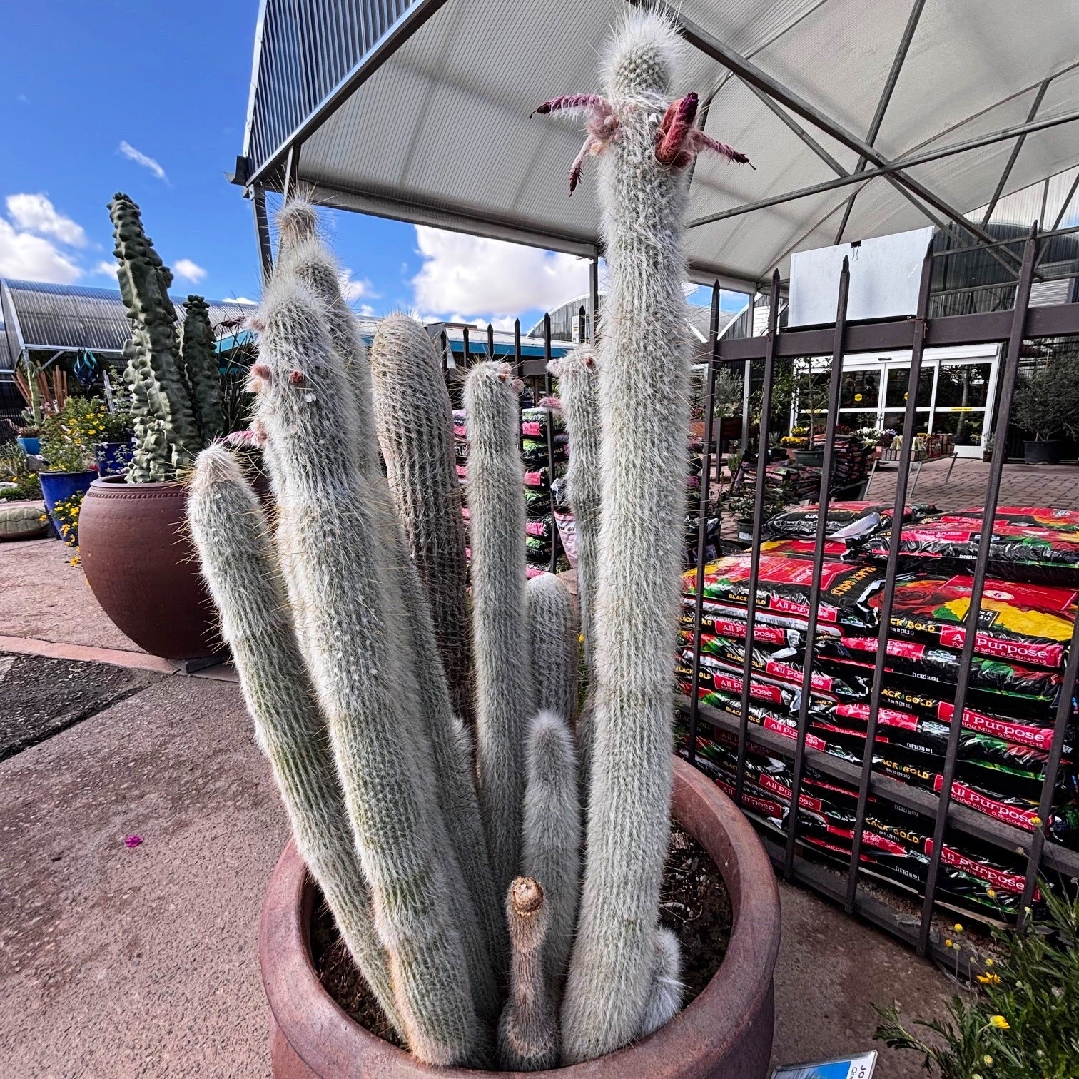 torch succulent Silver Torch Cactus 12"-18"