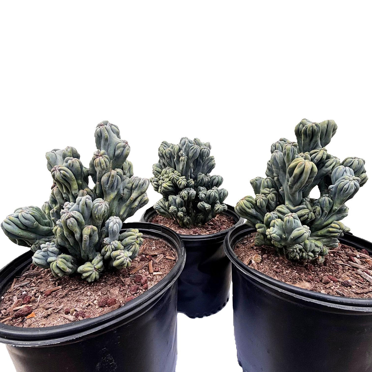Group of three Large Cereus forbessi cactus &#39;Ming Thing&#39; For Sale online