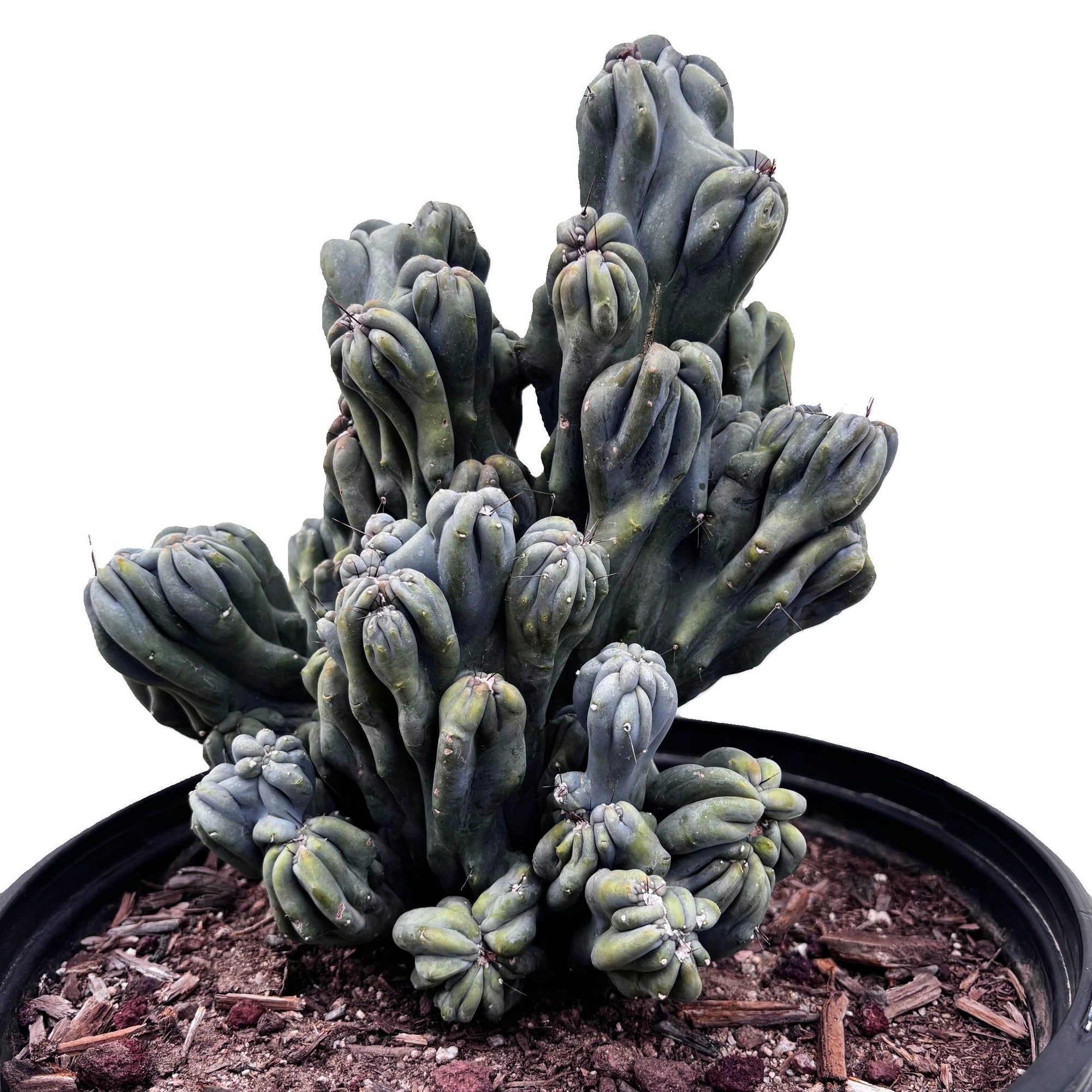 Large Cereus forbessi cactus 'Ming Thing' For Sale online