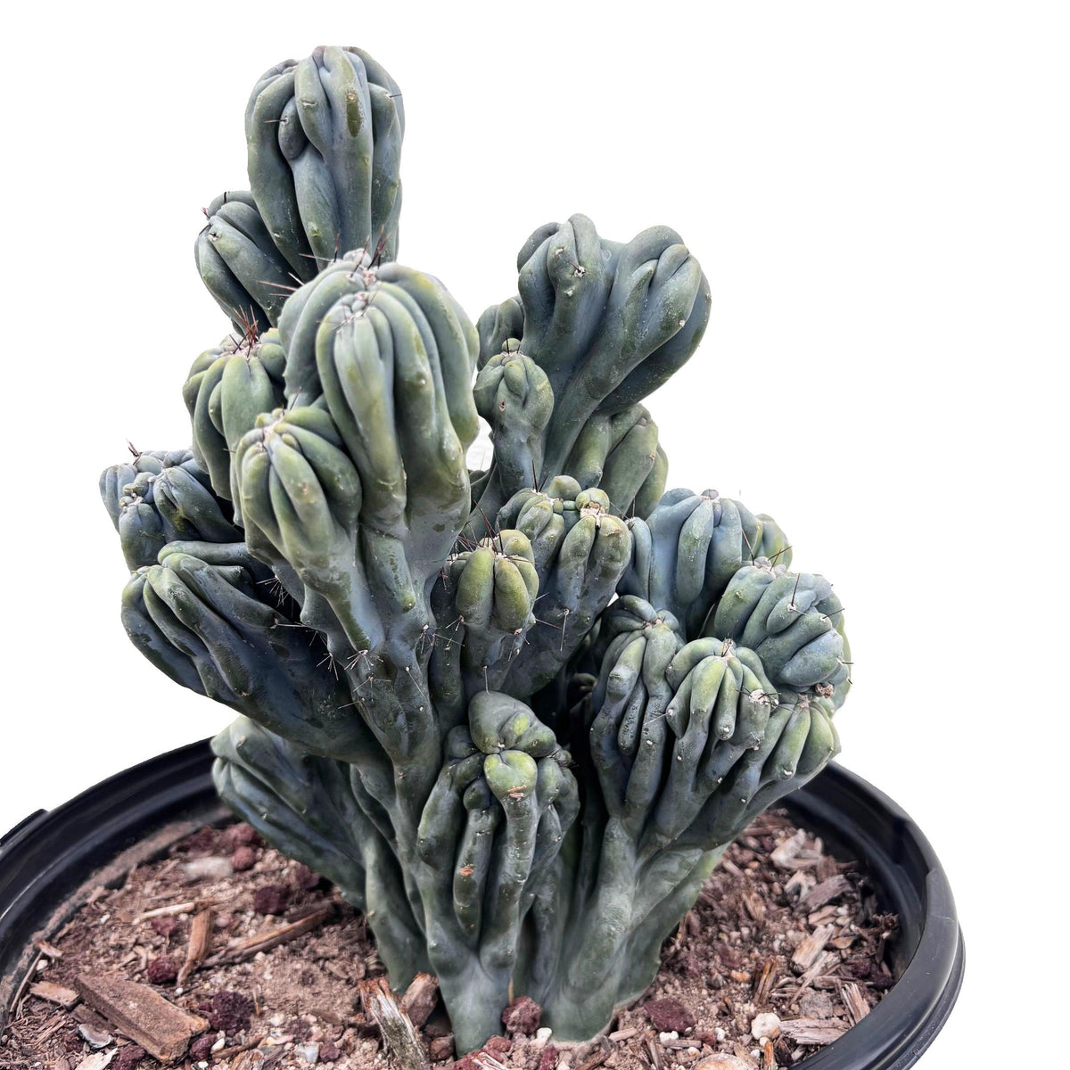 Large Cereus forbessi cactus &#39;Ming Thing&#39; For Sale online