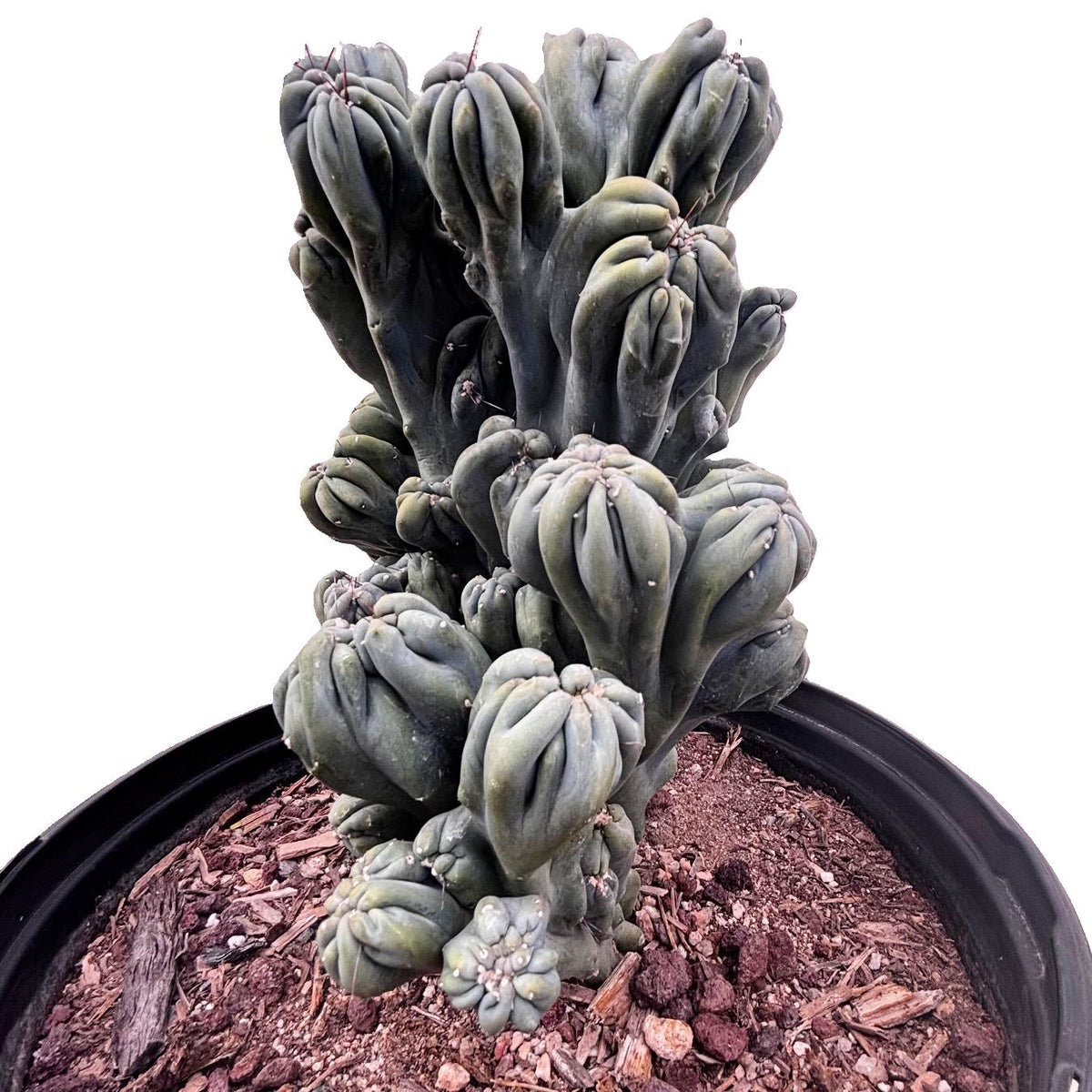 Large Cereus forbessi cactus &#39;Ming Thing&#39; For Sale online