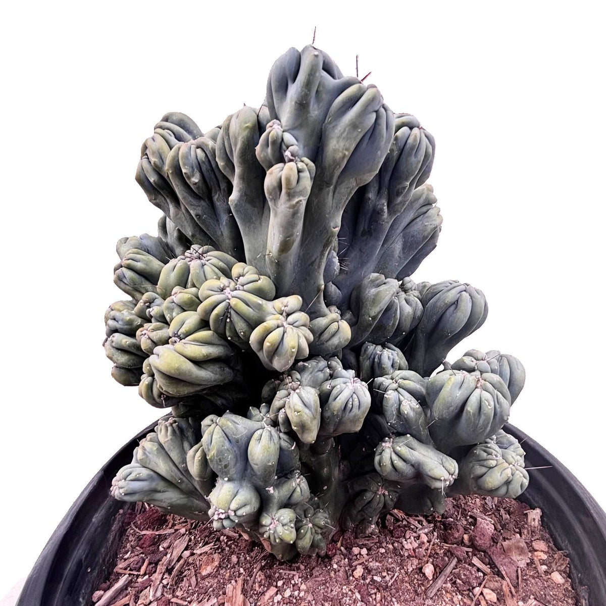 Large Cereus forbessi cactus &#39;Ming Thing&#39; For Sale online