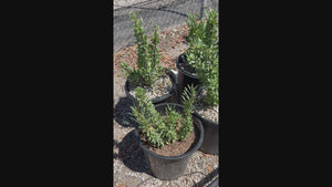 Video about 5gal seed grown Ocotillo Cactus plants, foqueria splendens