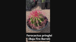 Video of our Ferocactus pringlei, baja fire barrel cactus with red spines in a pot in a cactus nursery