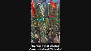 Spiral Cereus Twist Cactus informational video