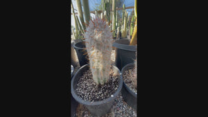 Video of our Old man of the Andes cactus, Oreocereus trolli, in a cactus nursery