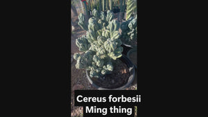 Video about our Cereus forbesii, 'MIng Thing' cactus 