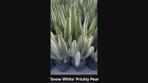 Brief over-view of our Snow White Prickly Pear Cactus, Opuntia 'Snow white'