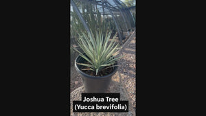 Joshua tree cactus, yucca brevifolia video