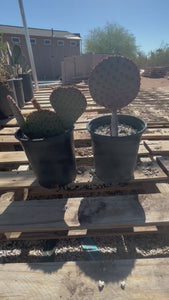 Purple prickly pear hybrid Opuntia comparison video