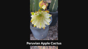 Video of  Peruvian apple cactus flowers and fruit, Cereus peruvianus at a cactus nursery