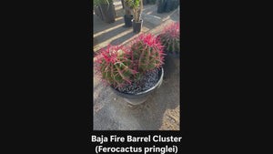 Video of one of our Ferocactus pringlei cluster, baja fire barrel cactus with red spines in a pot in a cactus nursery