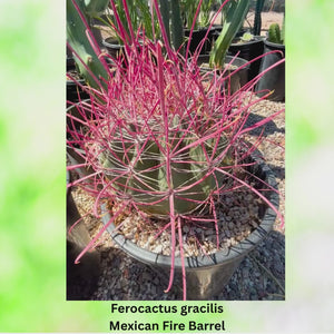 Ferocactus gracilis Mexican Fire Barrel Video