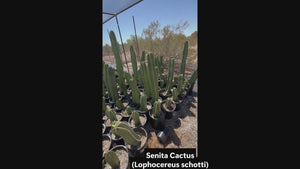 Video of our Senita cactus, Lophocereus schotti in black pots in a cactus nursery