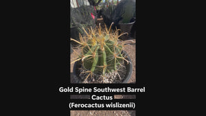 Video of a Gold spine fish-hook barrel cactus, Ferocactus wislizenii in a pot at a cactus nursery