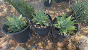 Video showing our Potted Aloe brevifolia, 'Short-leaf aloe' succulent plants in a cactus nursery