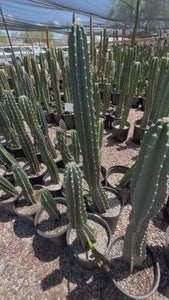 Video of Tall Peruvian apple cactus, Cereus peruvianus in nursery pots at a cactus nursery