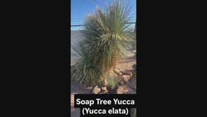 Video showing our soap tree yuccas, yucca elata, yucca for sale online