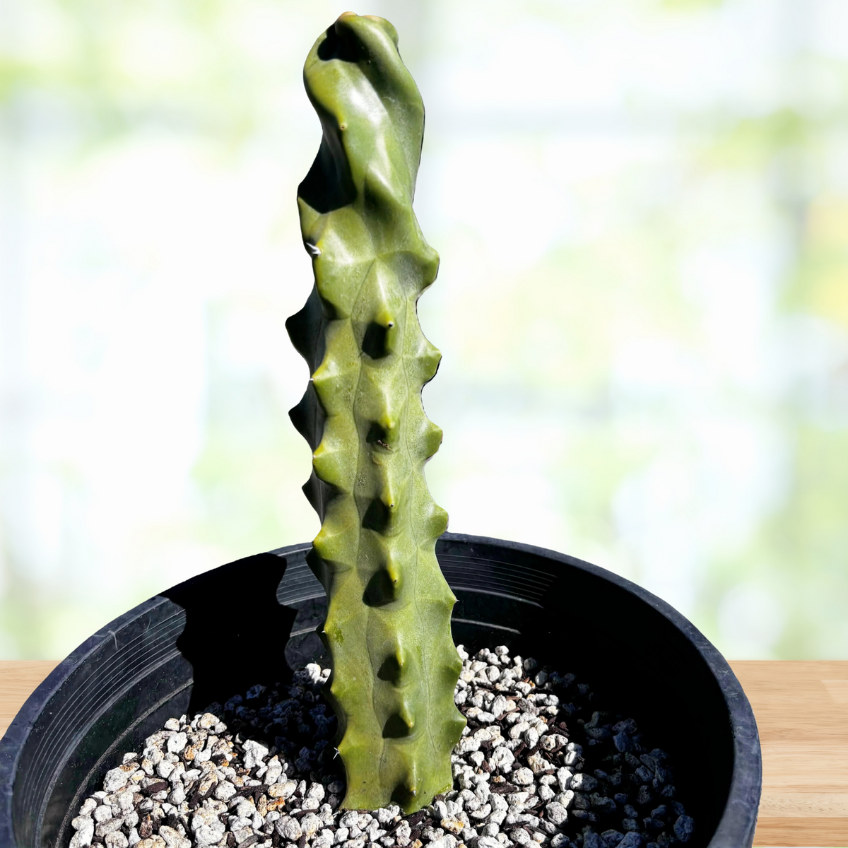 Potted Spiral totem pole cactus, Lophocereus schotti monstrose on a wooden table