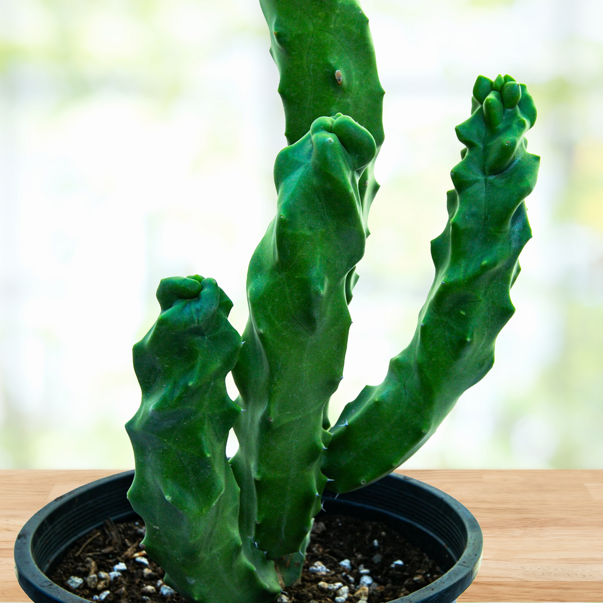 Close up picture of a Potted Spiral totem pole cactus, Lophocereus schotti monstrose spiralis on a wooden table