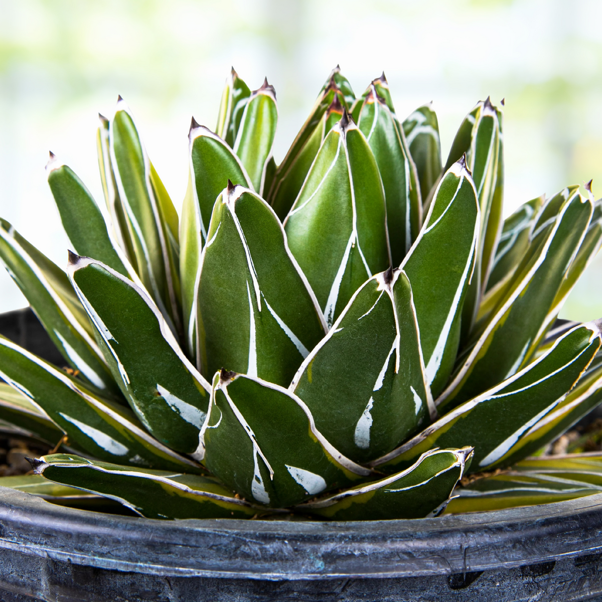 Variegated queen victoria agave, Agave victoria-reginae variegata, in a pot against a blurred natural background