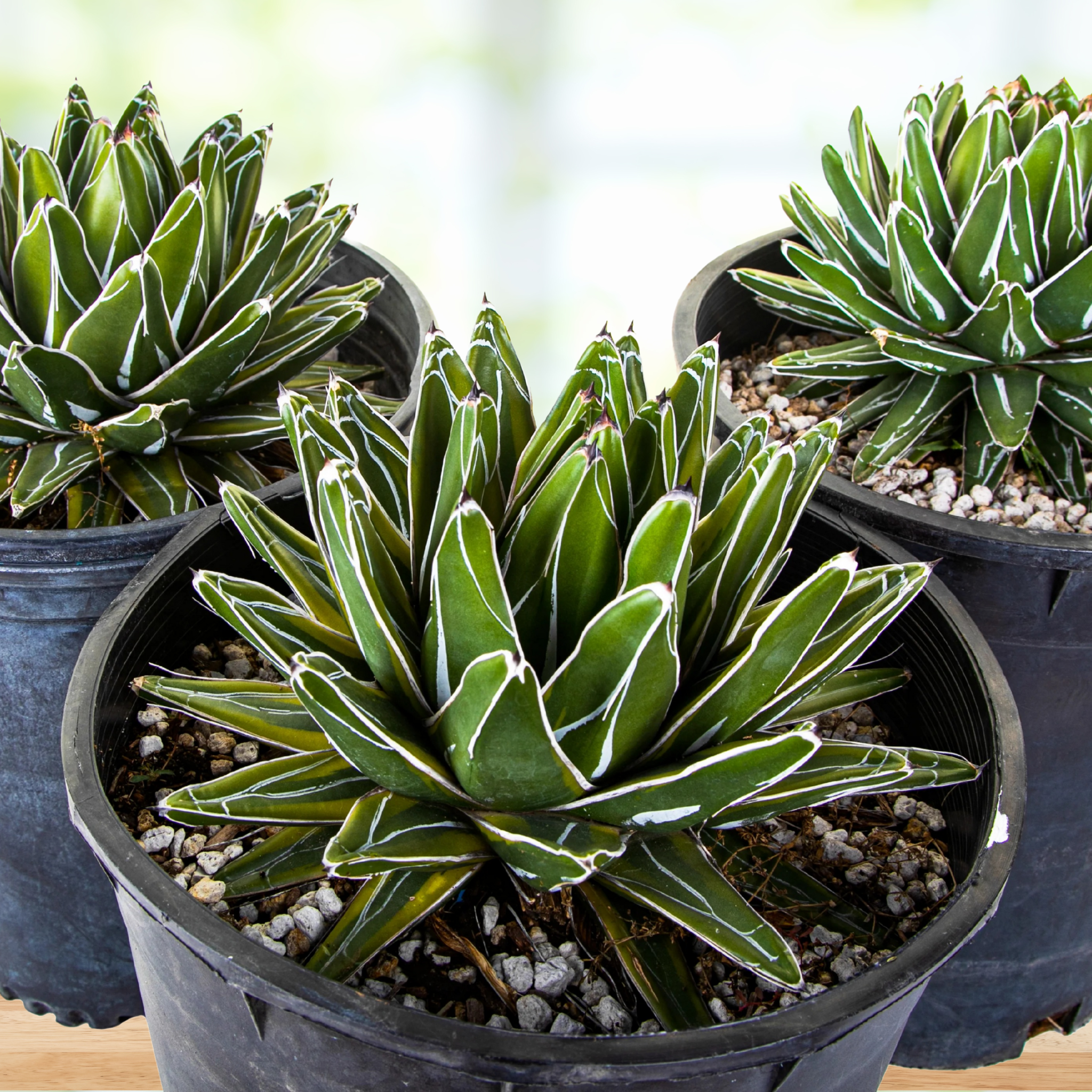 Variegated Queen Victoria Agave for Sale | Victoria Cactus Variegated Queen Victoria Agave for Sale | Victoria Cactus