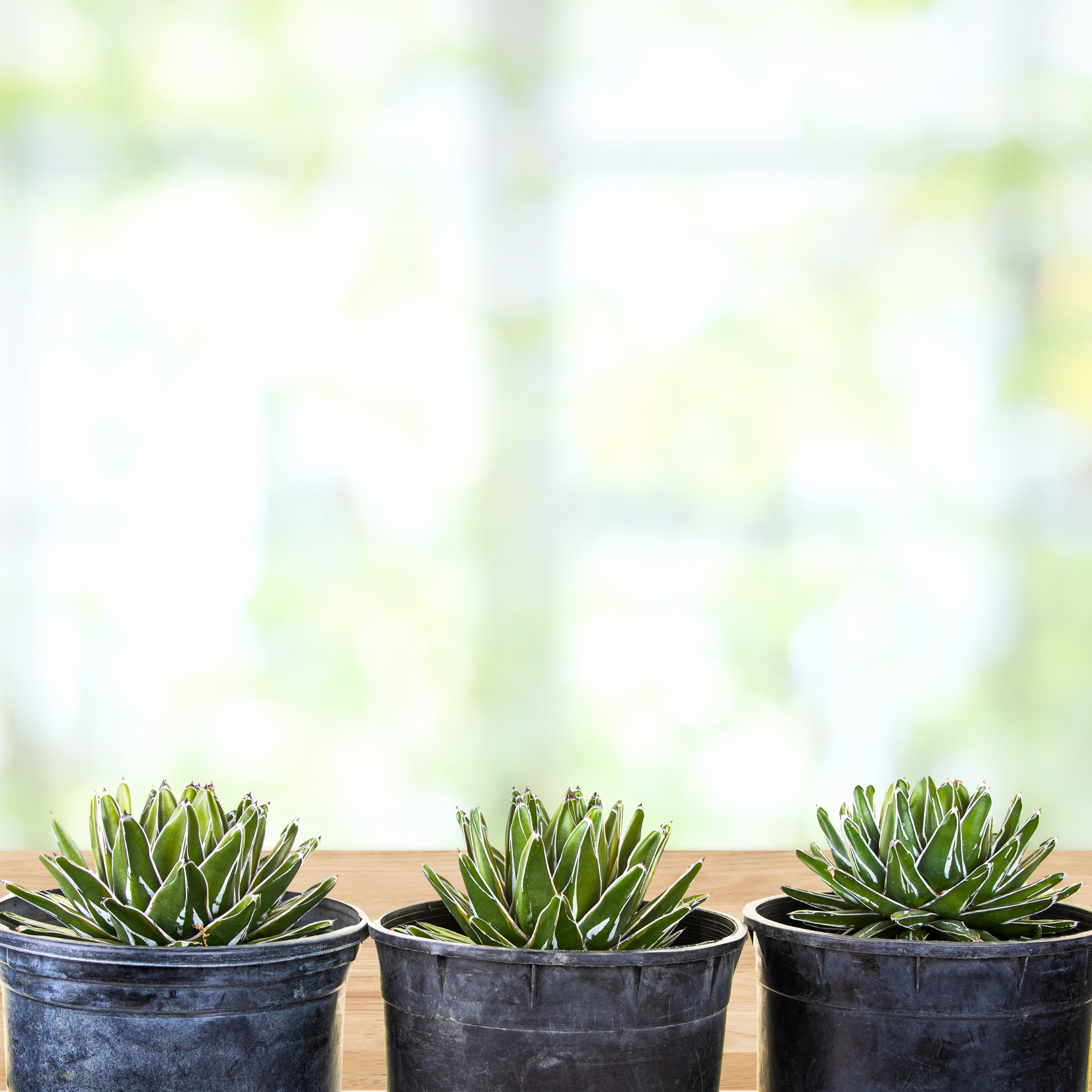 indoor plants victoria Variegated Queen Victoria Agave