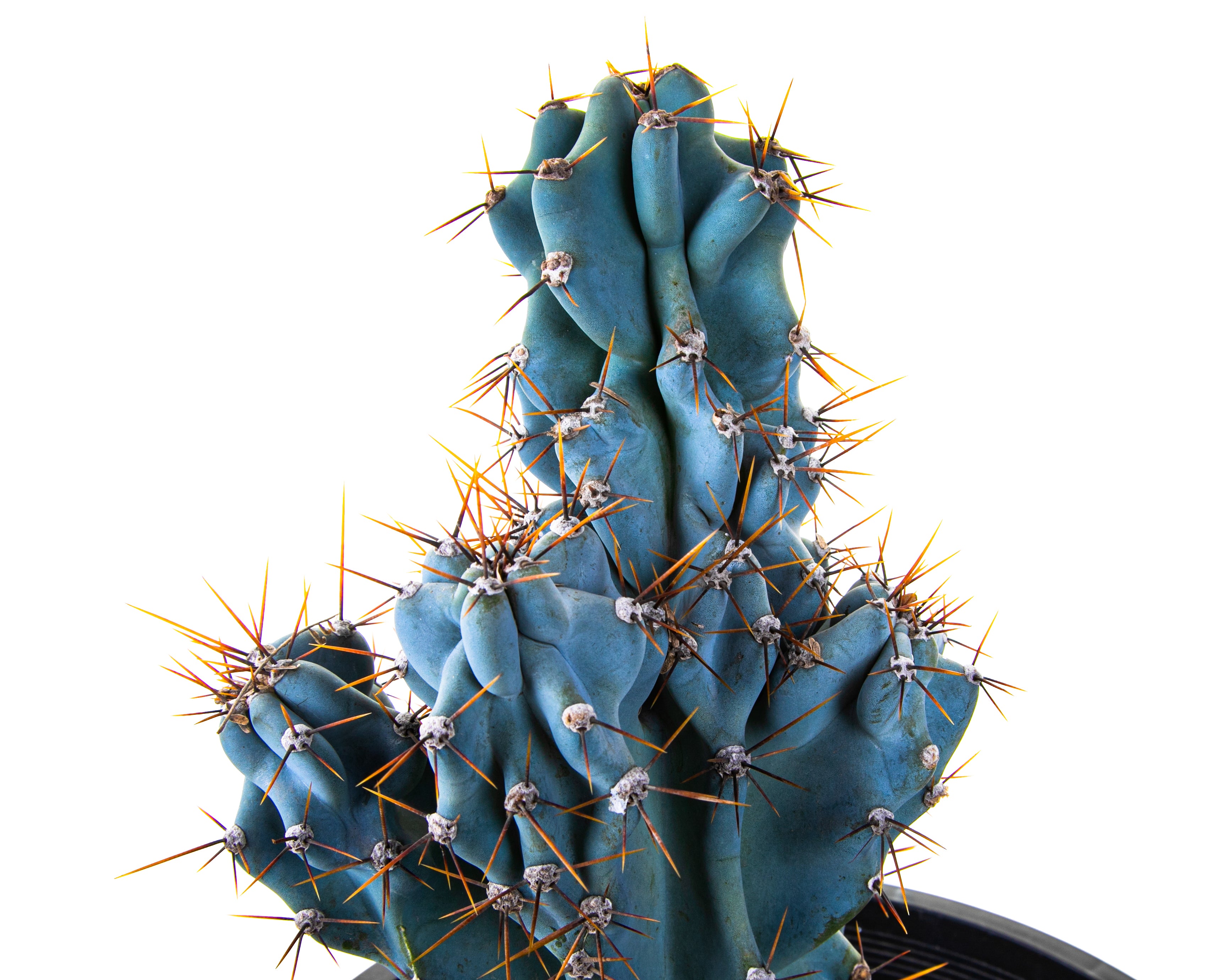 Curiosity Cactus| Cereus peruvianus monstrose| Cactus Outlet