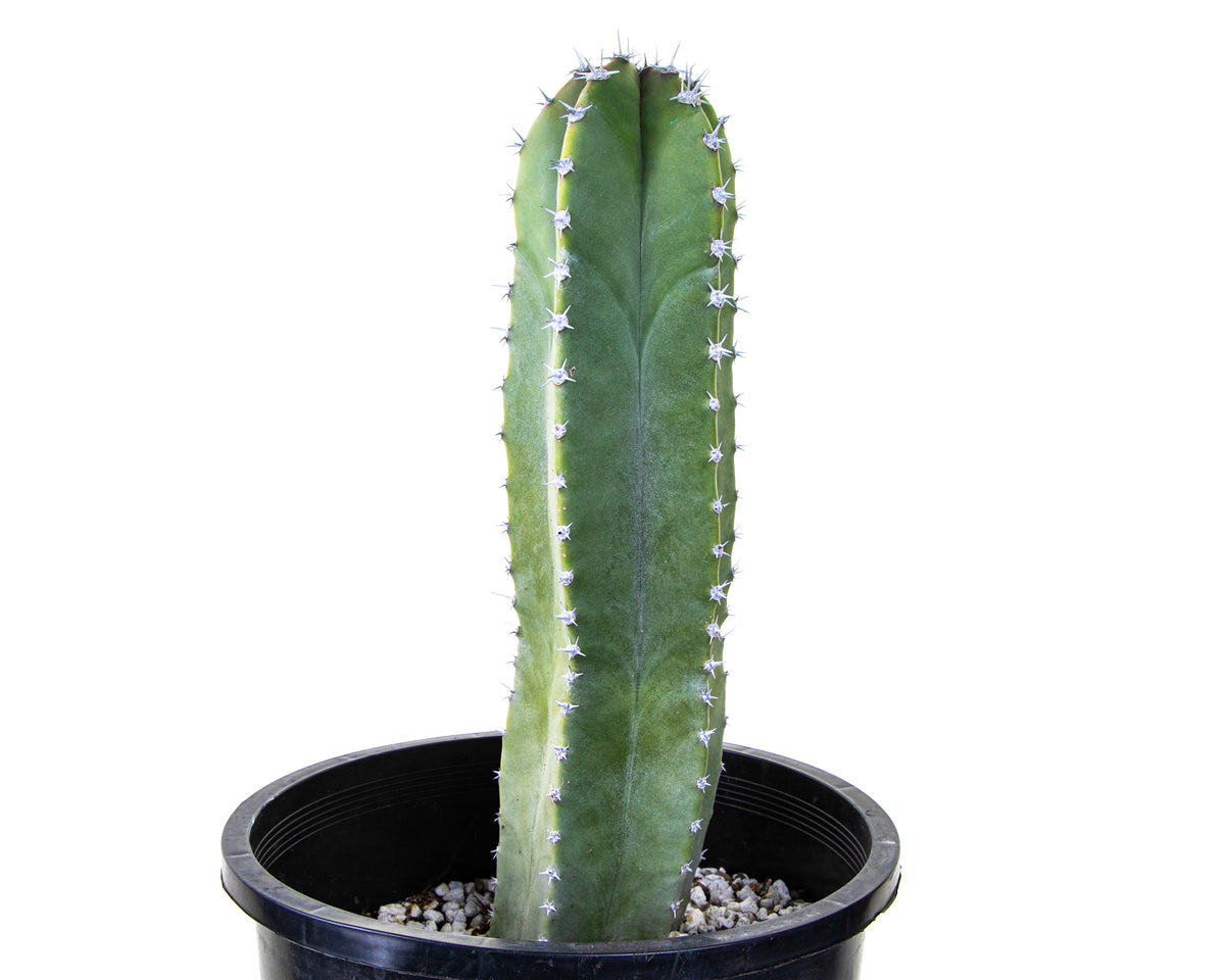 Large Lophocereus Schotti Cactus Senita Cactus Plant For Sale Online in a 5gal Cactus Nursery Container