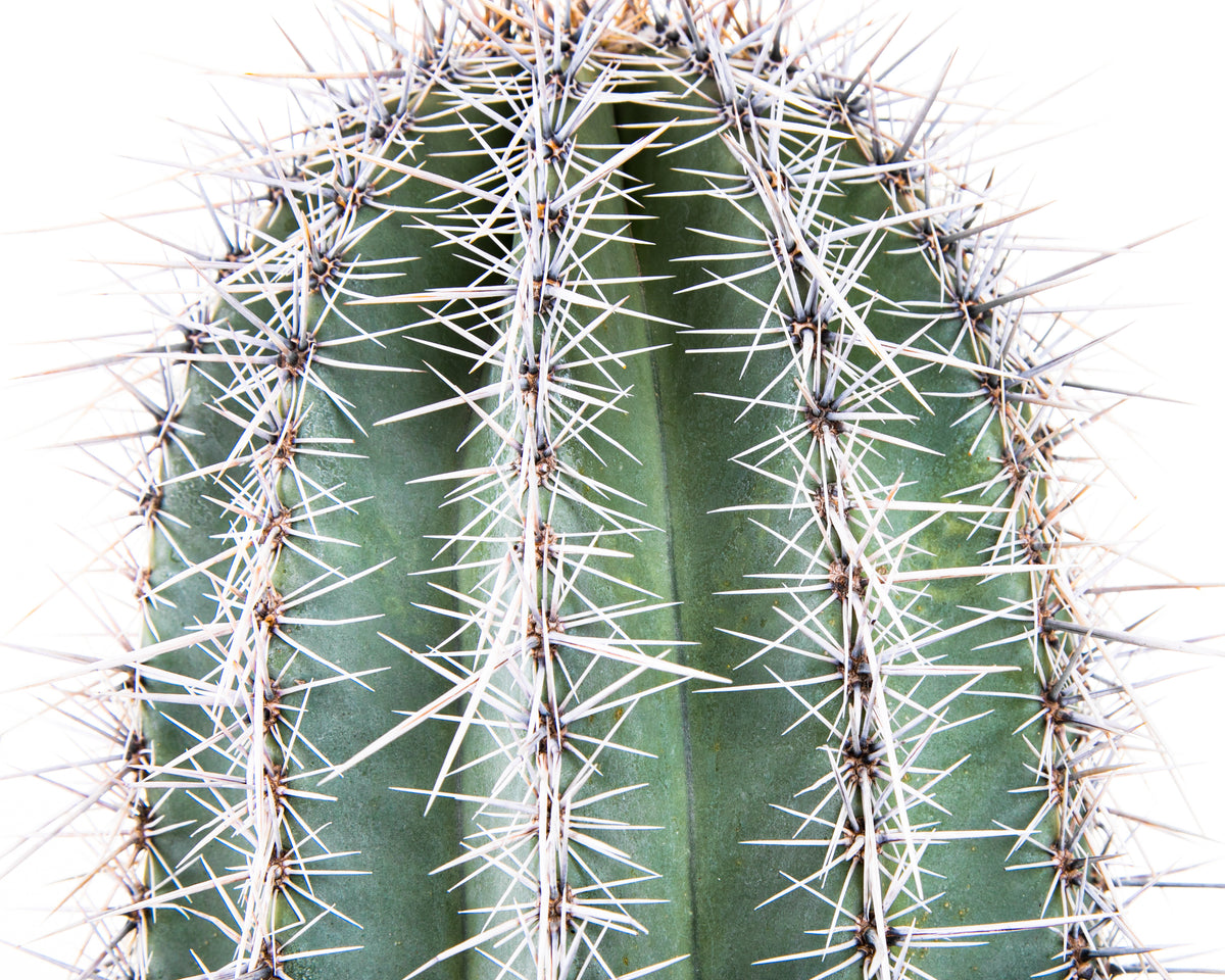 Close up of Lage and Tall Saguaro Cactus Carnegia Gigantea Cactus Plant For Sale Online
