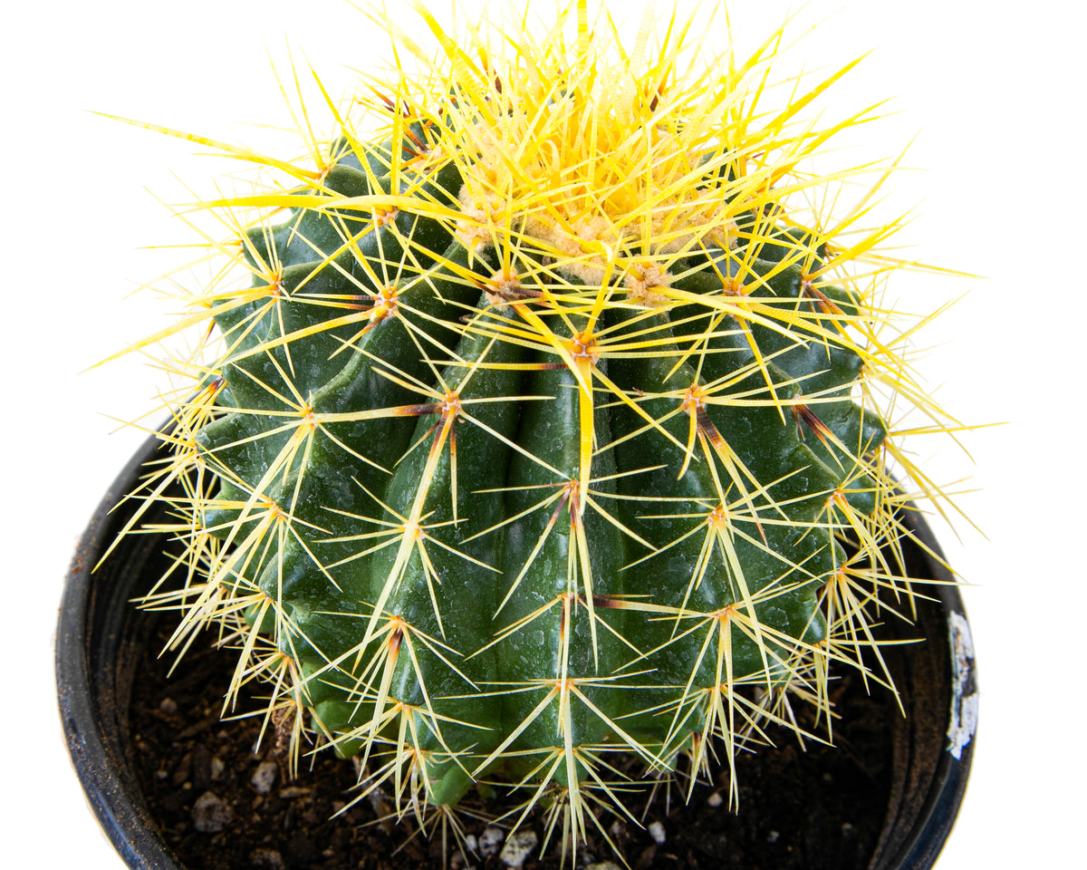 Close Up Picture of The One Gallon Golden Barrel Cactus Plant For Sale