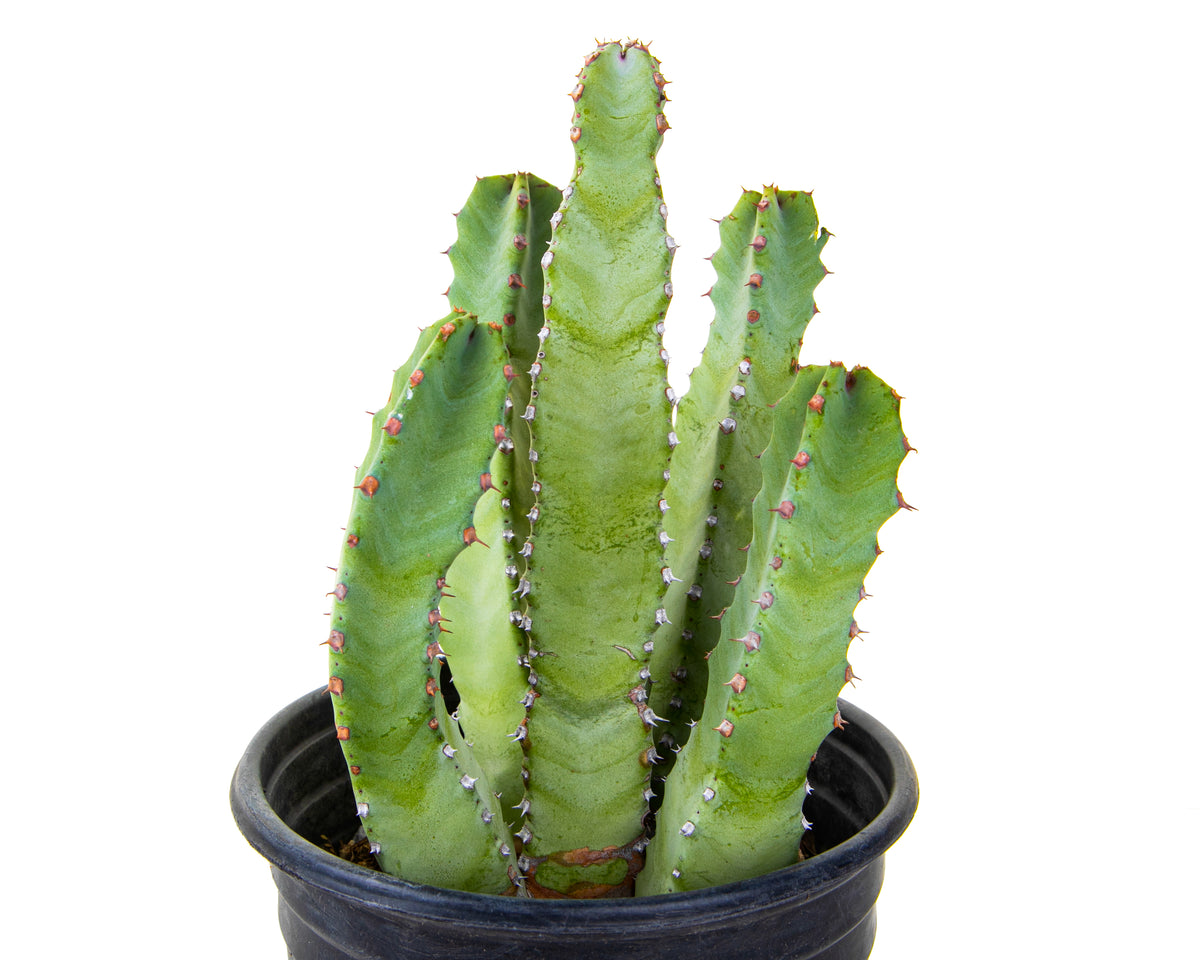 Euphorbia resinifera Moroccan Mound Cactus Succulent Plant For Sale Online  in a 1gal Cactus Nursery Container