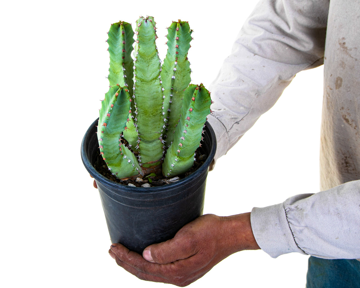 Euphorbia resinifera Moroccan Mound Cactus Succulent Plant For Sale Online  in a 1gal Cactus Nursery Container
