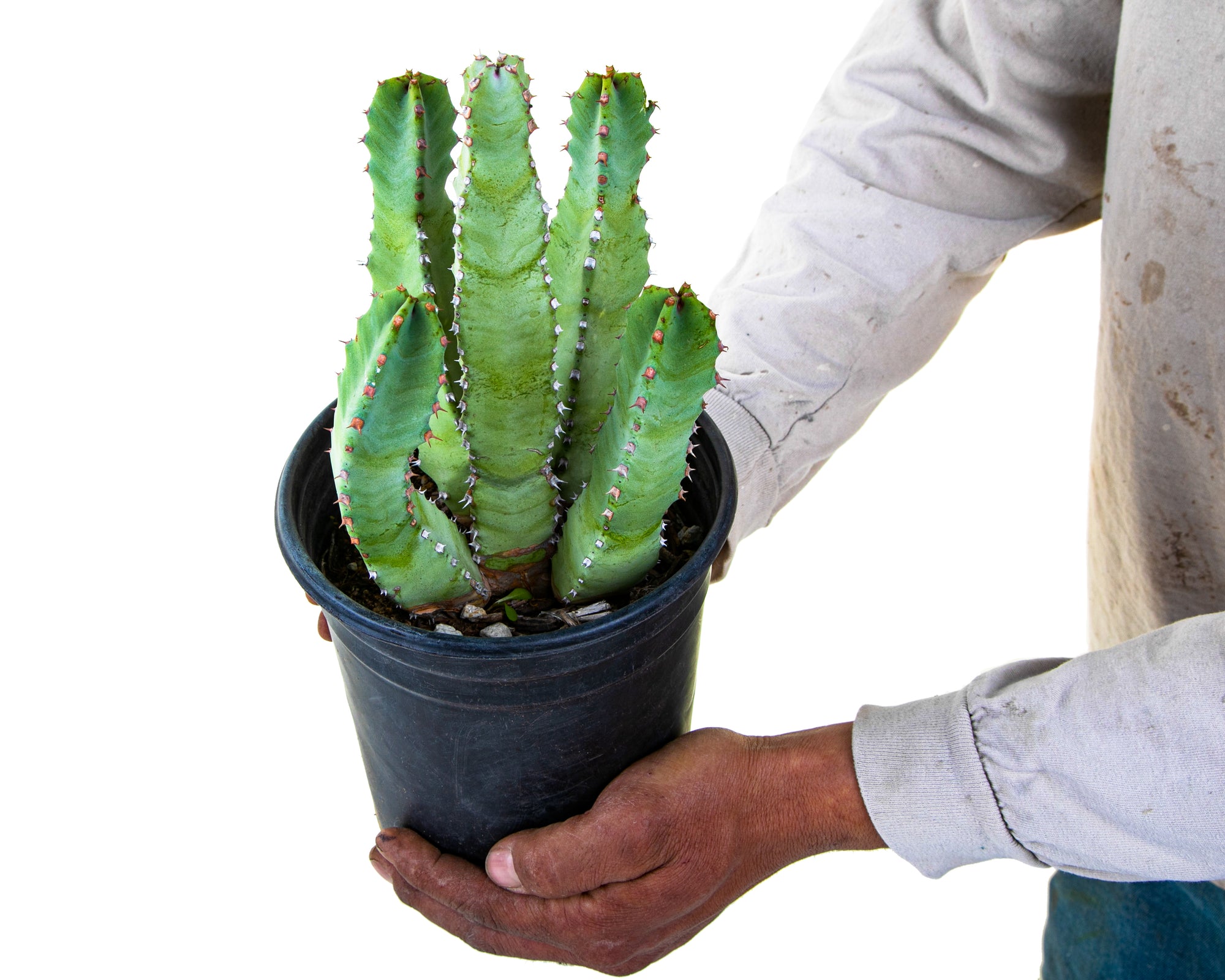 Moroccan Mound (Euphorbia Resinifera) - The Cactus Outlet