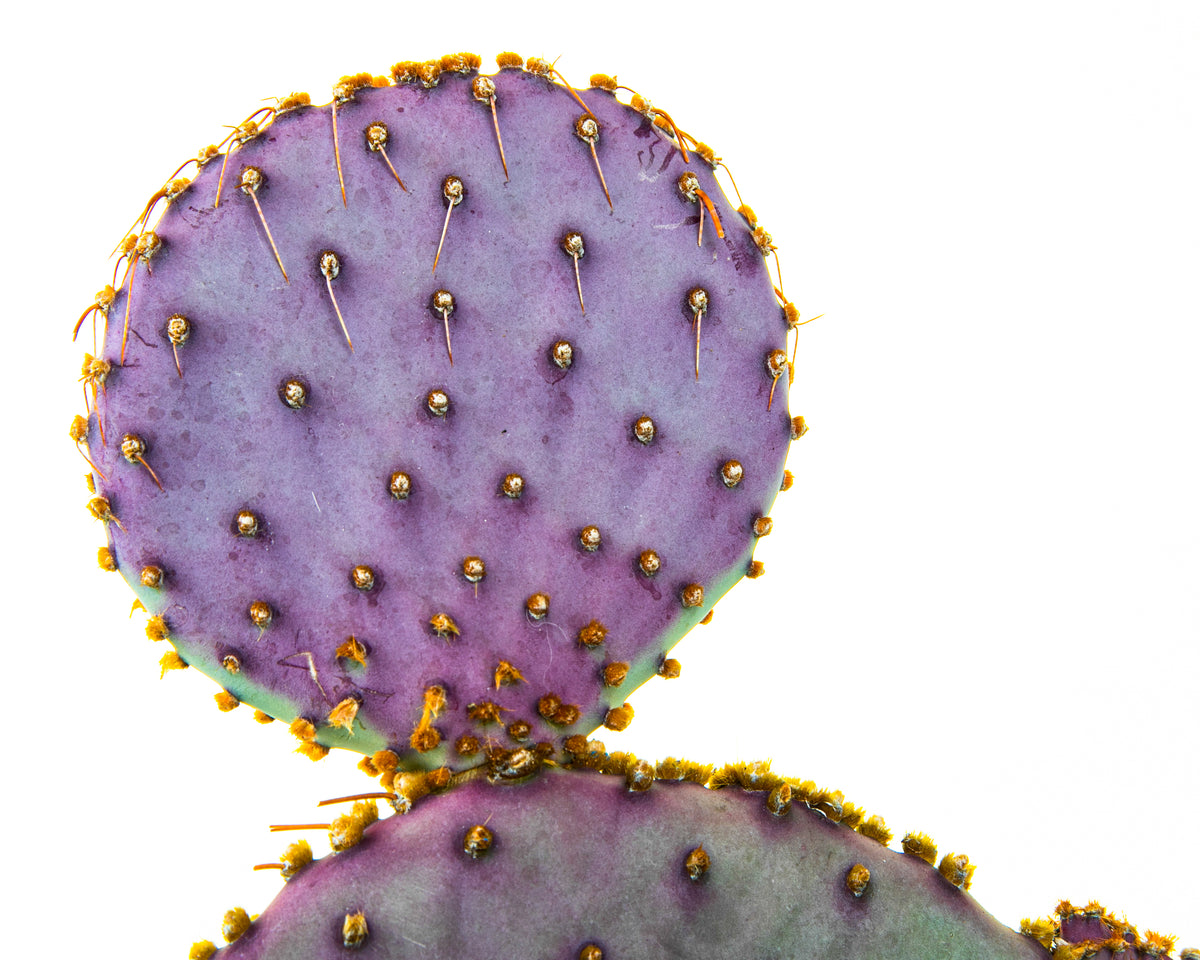 Close up Shot of our One Gallon Purple Santa Rita Prickly Pear Opuntia Cactus Plant For Sale Online