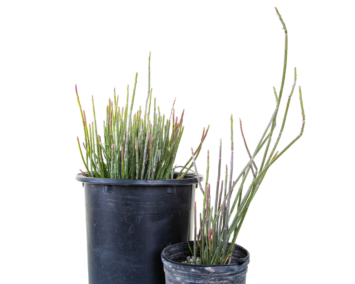 Candelilla Euphorbia Anit-syphallitica Succulent Plant For Sale Online in 1gal and 5gal Cactus Nursery Pots